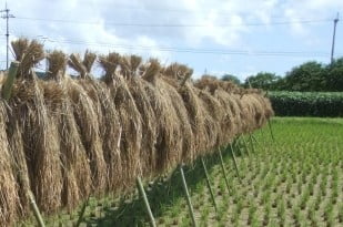 「はざかけ」とは？、刈り取った稲を逆さにして乾燥させることです。
